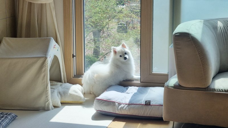 창밖을 보는 강아지 사진