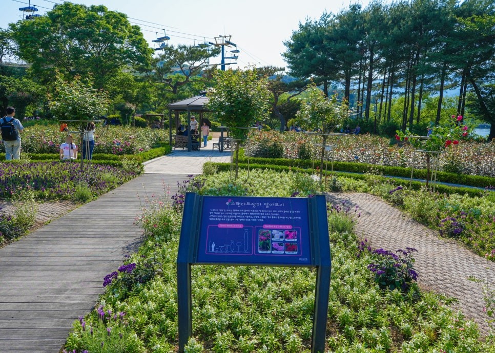 서울대공원 장미축제