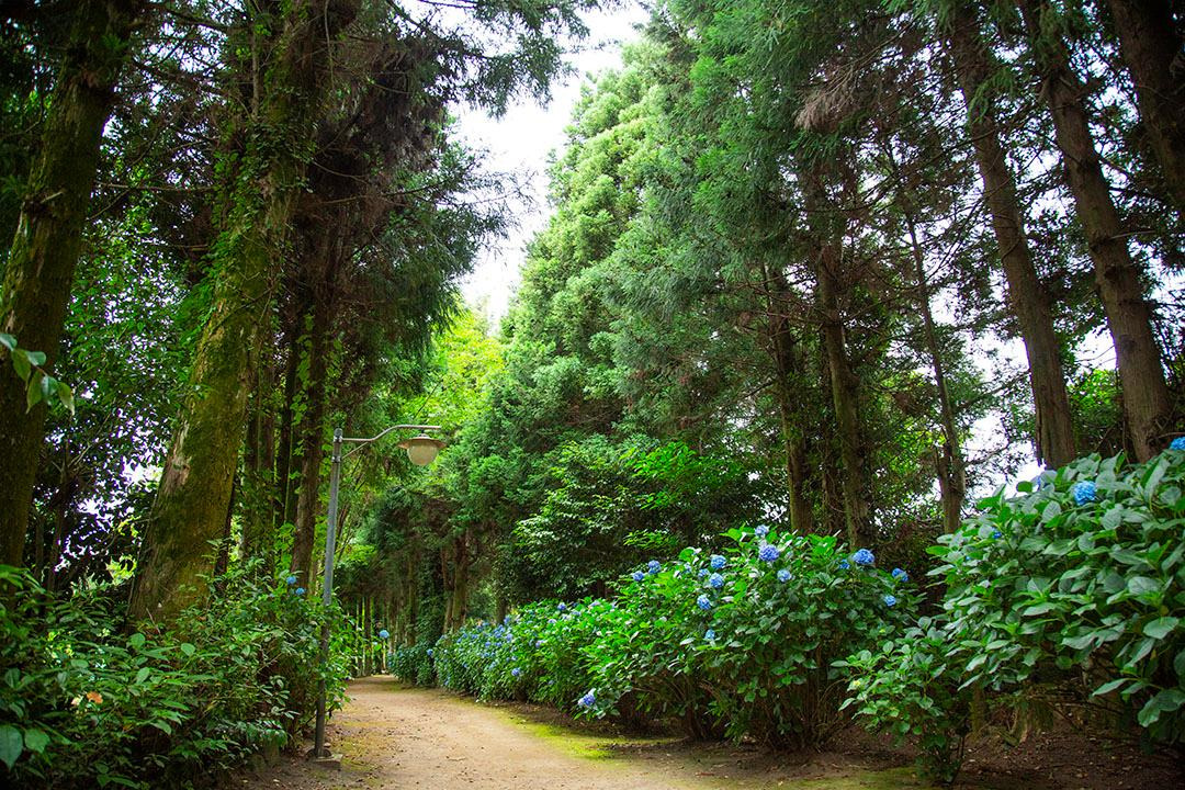 제주 남국사 수국길 완벽 가이드: 개화 시기, 포토존, 교통 총정리