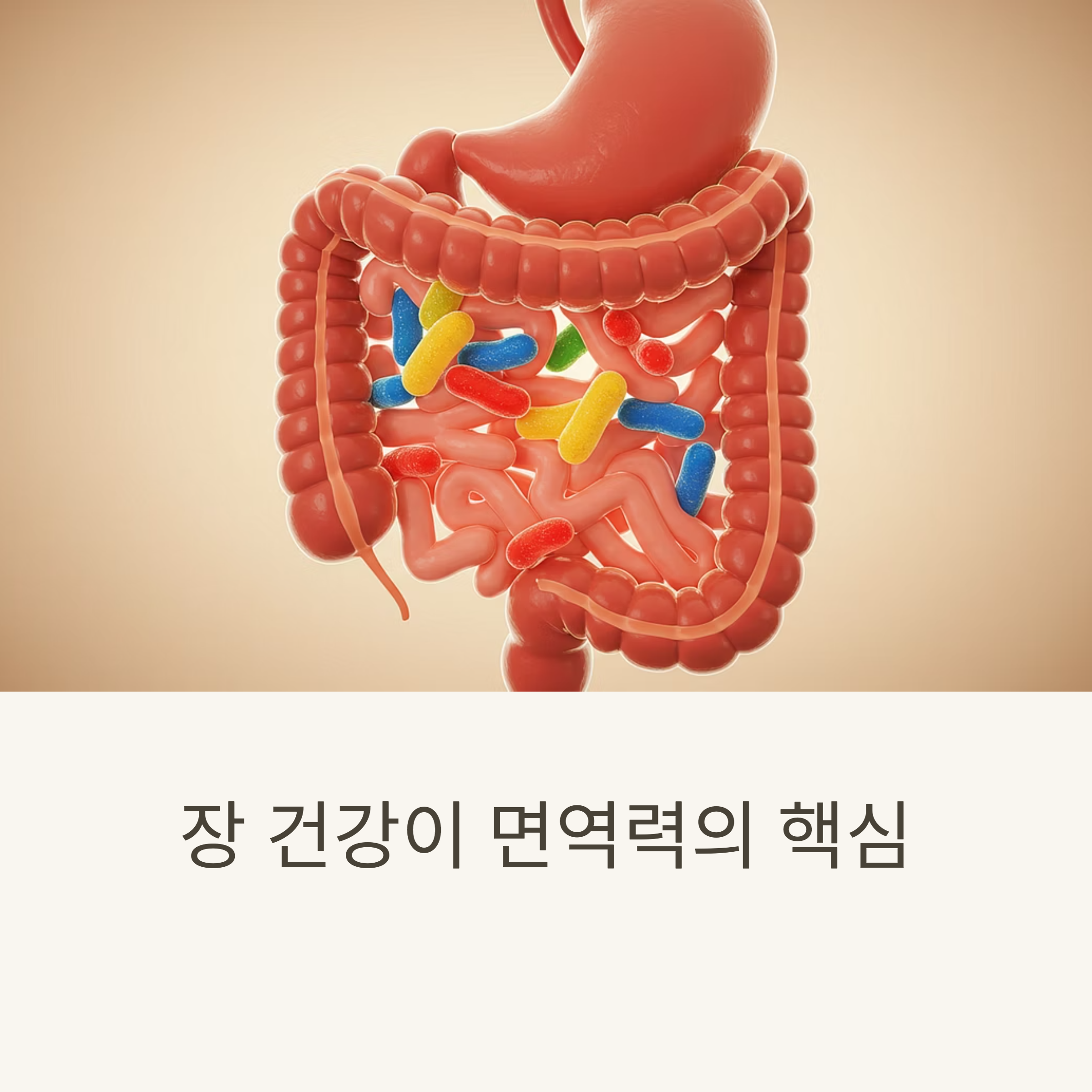 장 건강 돕는 과일 영양소