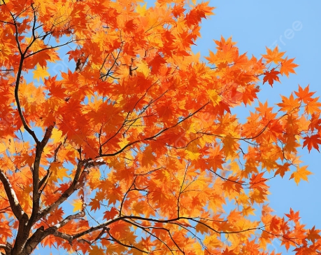 가을에 피는 꽃 단풍나무