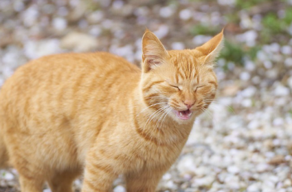 재채기를 하는 고양이.