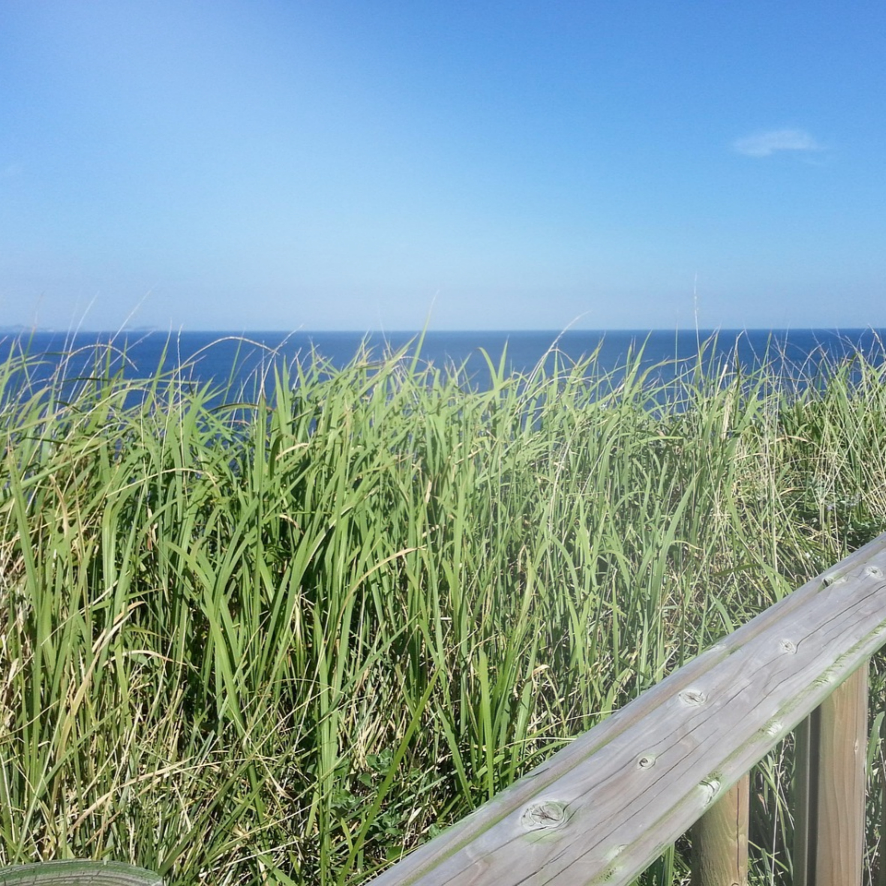 보름왓 토종 수국 꽃축제