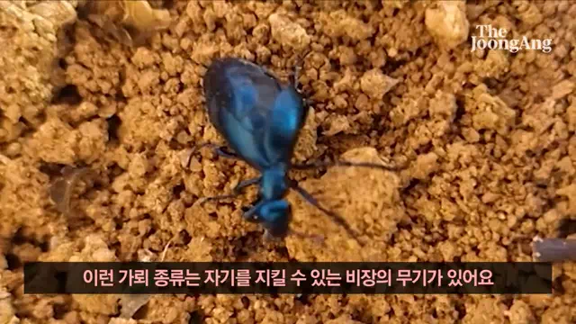 남가뢰-독