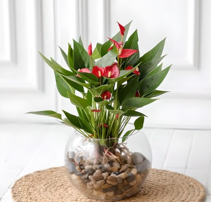 욕실 공기 정화 끝판왕! 키우기 쉬운 수경식물 BEST 8 공개!