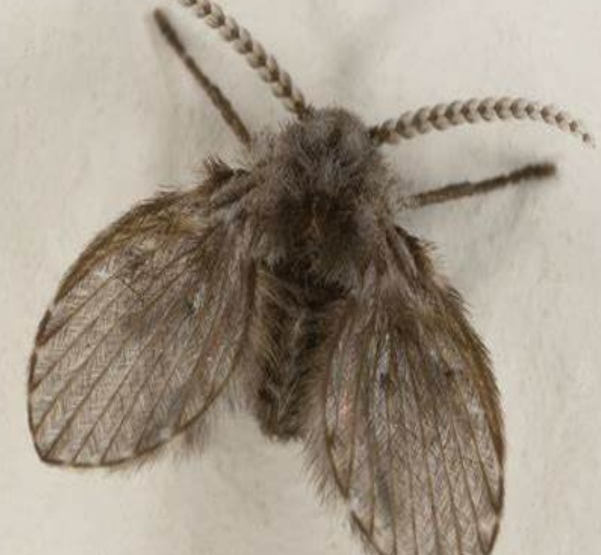 집에서 나오는 집벌레 