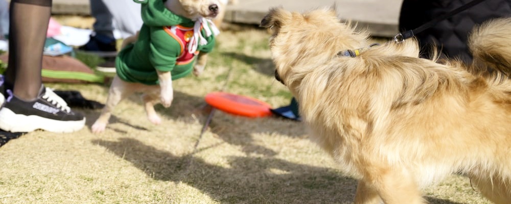 새끼 강아지 목욕 8