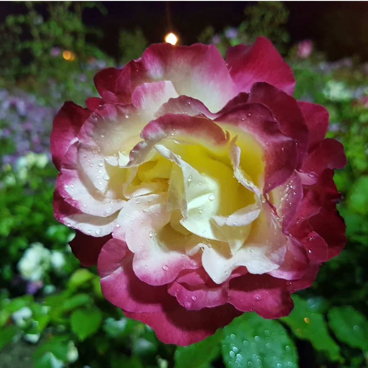 울산대공원 장미축제