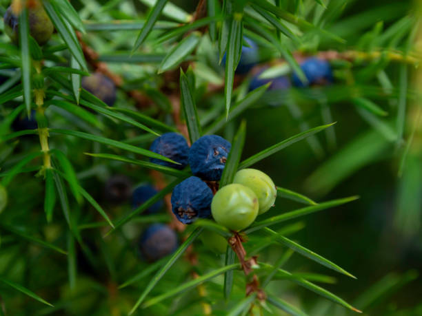 주니퍼베리 효능
