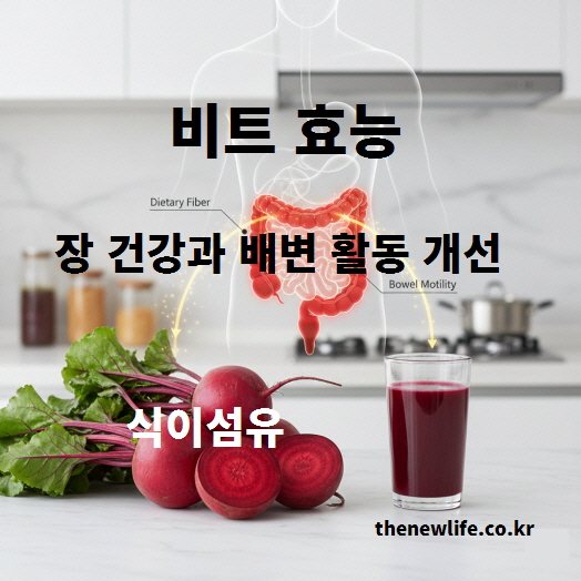 비트 효능 중 식이섬유가 장 건강과 배변 활동 개선에 도움을 주는 작용을 설명한 이미지