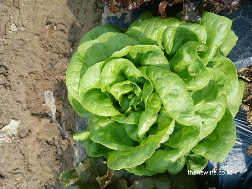Butterhead lettuce with soft, rounded leaves-둥글고 부드러운 잎이 특징인 버터헤드 상추