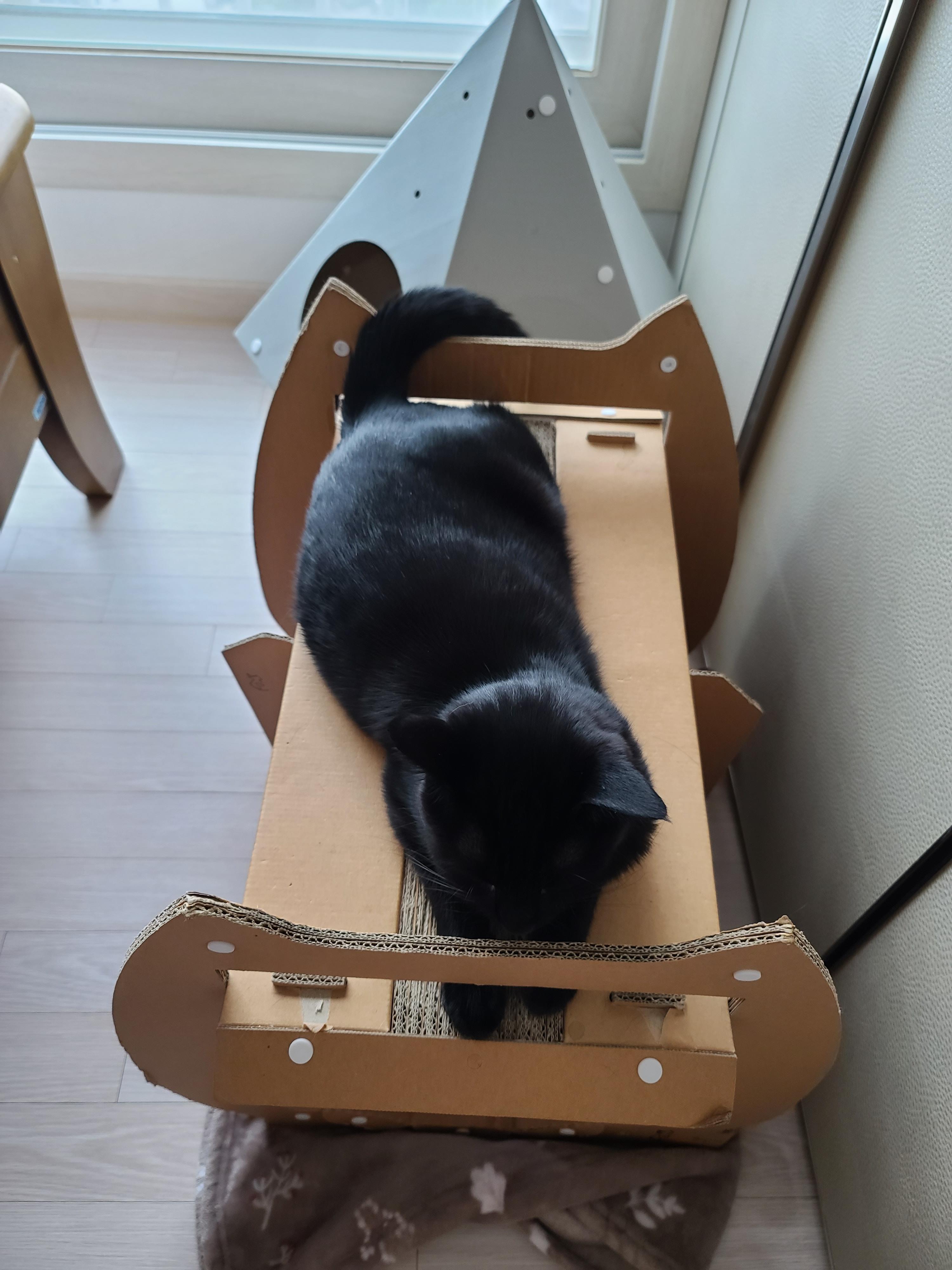 힘든 월요일! 귀여운 건이보고 힘내자!! 졸리지만 엄마배웅은 해야겠는 올블랙고양이.