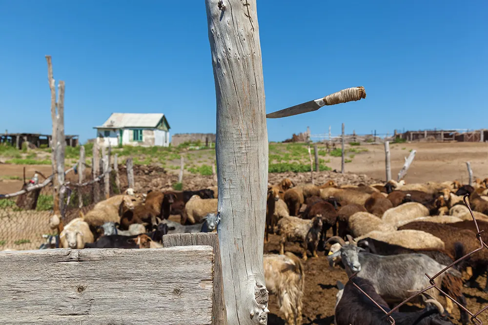 칼에 찔리는 꿈