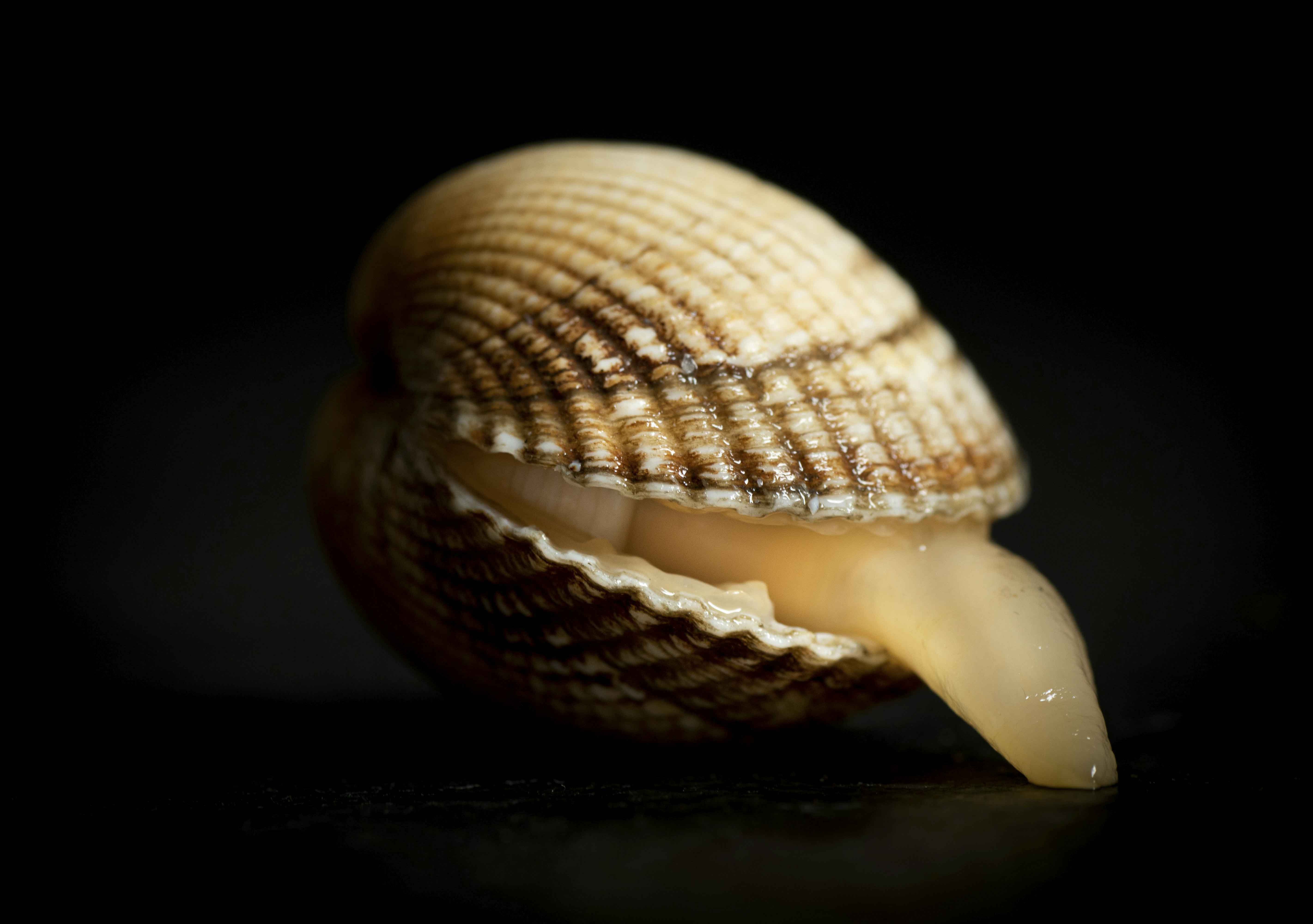 꼬막의 효능과 꼬막과 함께하면 좋은 음식, 그리고 조리법