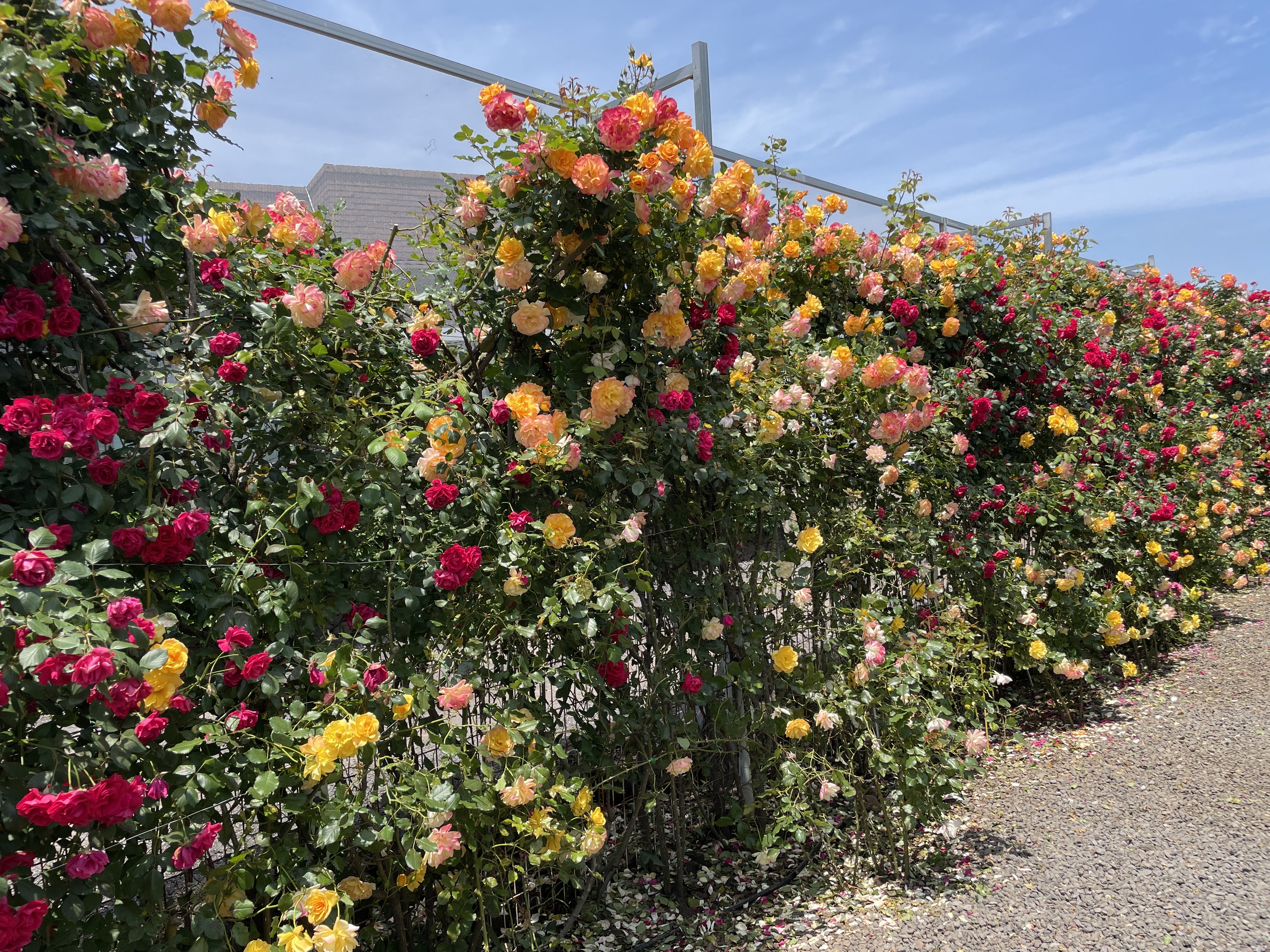 조천_가볼만한곳