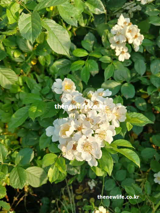 찔레꽃 효능 위장 건강 타닌 성분
