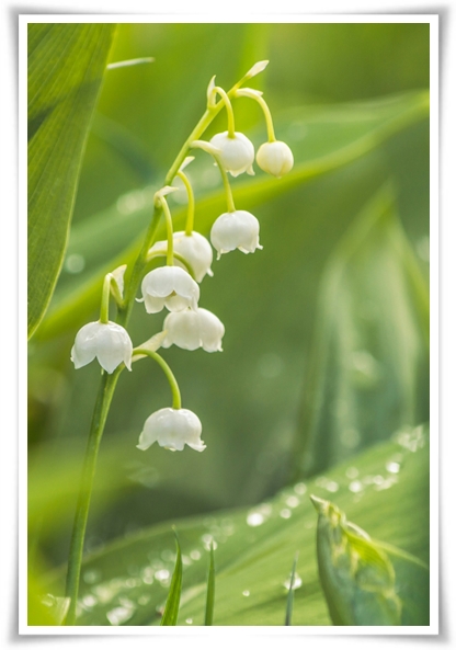 "은방울 꽃" 자연의 아름다움과 신비를 담은 작은 보석!