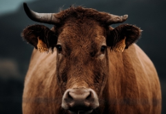 농축산물 할인지원