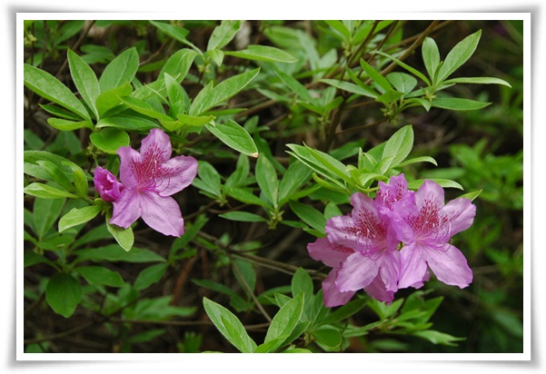 "철쭉" 봄을 수놓는 붉은 유혹, 당신이 몰랐던 화려한 비밀의 꽃!