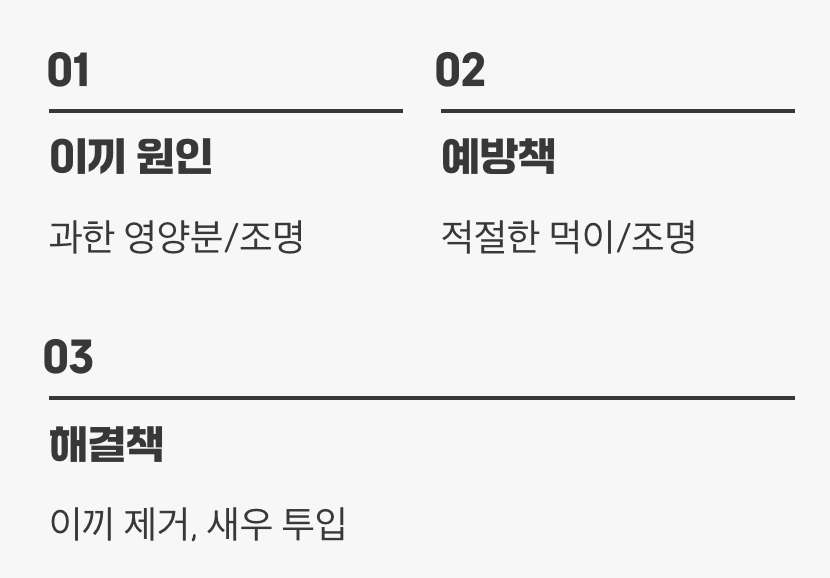 실수 다섯 : 이끼와의 전쟁에서 지는 이유