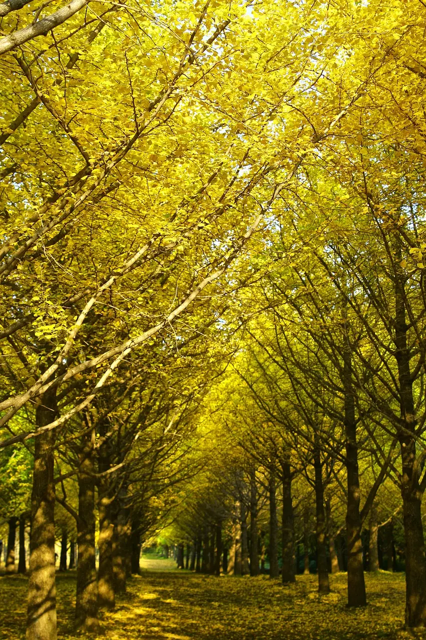 은행나무 드라이브 코스 가을 단풍 곡교천 은행나무길