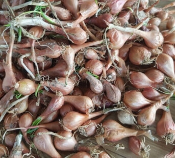 쪽파 심는 시기 완벽 가이드