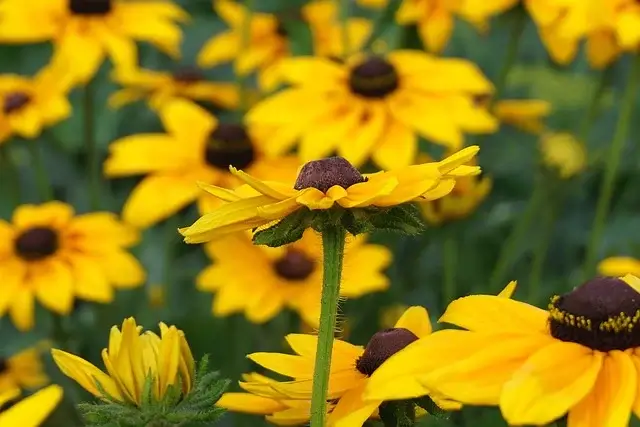 대전사랑카드(온통대전) 