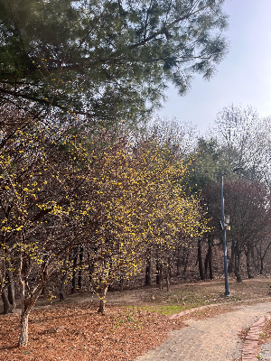 숲을 걷다 보면 생각이 정리되는 이유