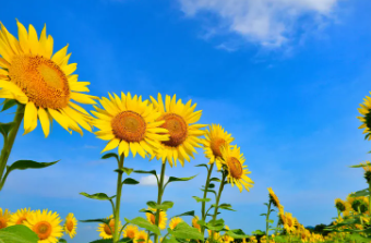 태백 해바라기축제