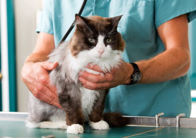 병원에서 수의사의 진찰을 받는 고양이.