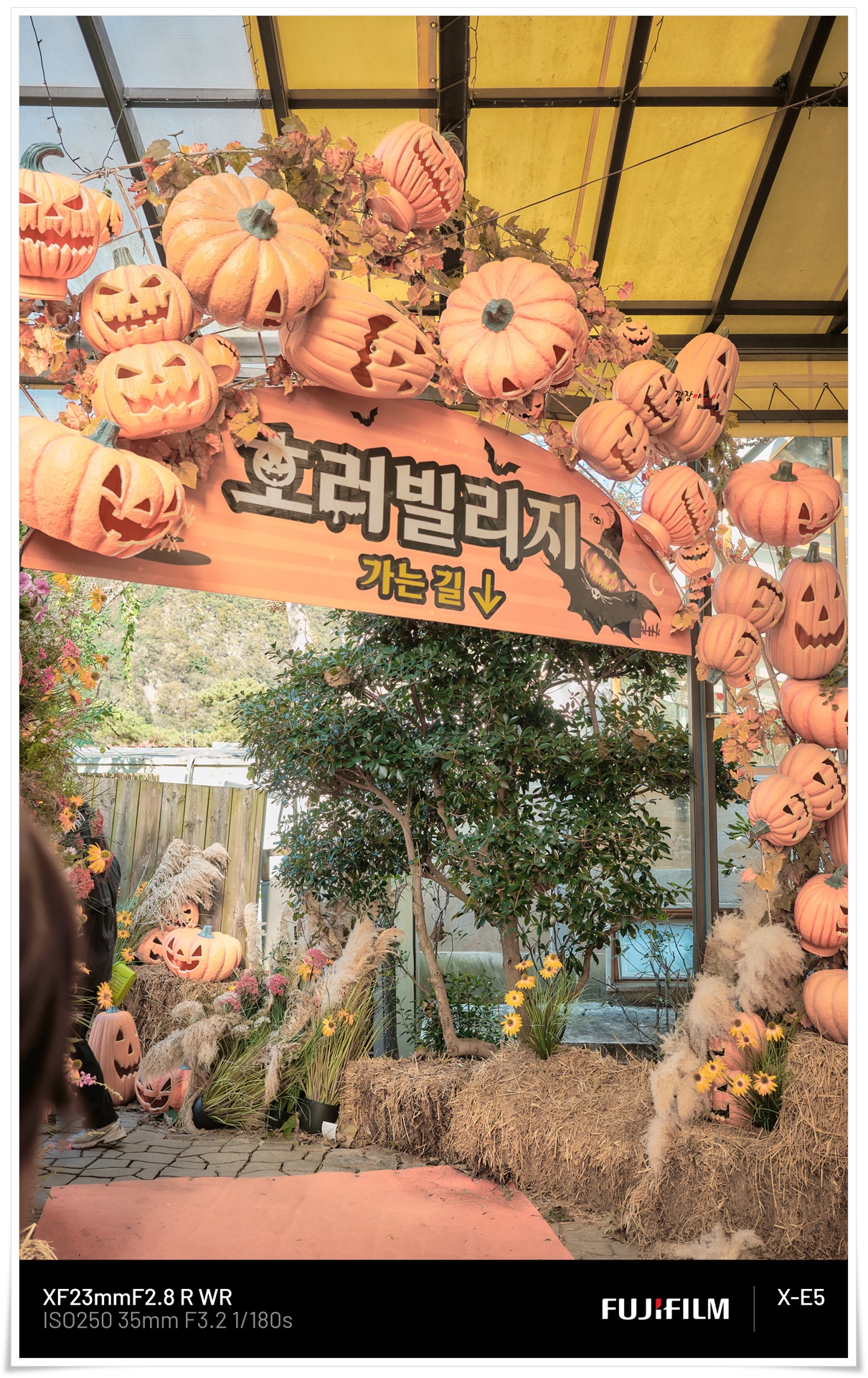 대구 네이처파크 할로윈 포토존 장식
