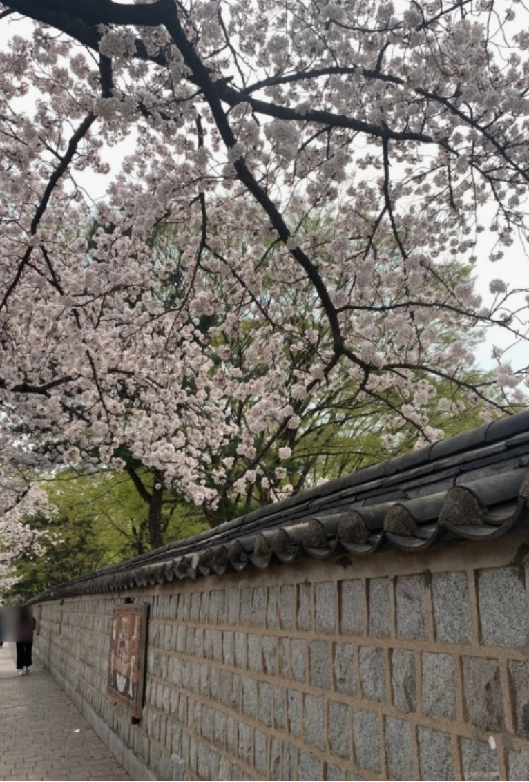 경주 벚꽃1