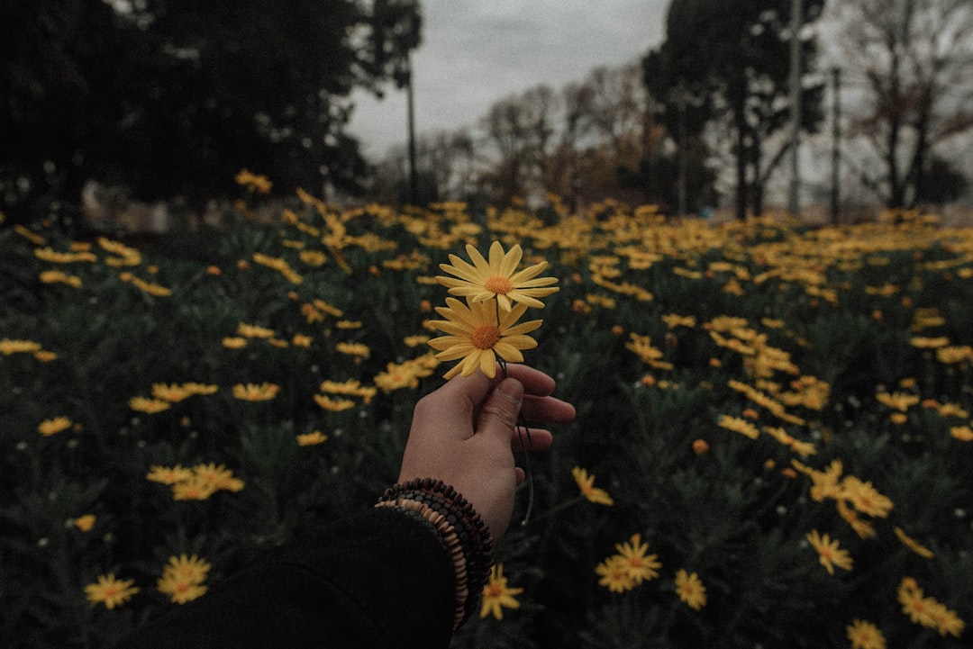 Aesthetic