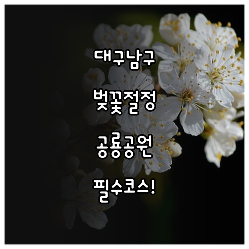 대구 남구 벚꽃 절정 시기 및 고산골..