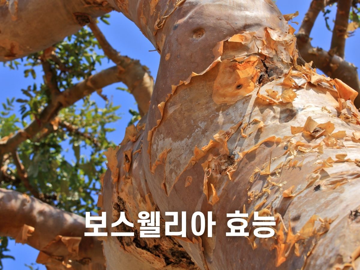 보스웰리아 효능