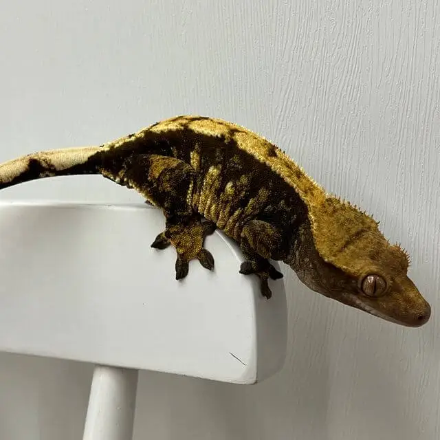 도마뱀 키우기 크래스티드 개코