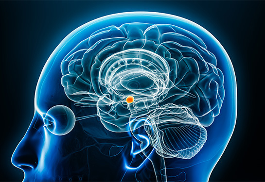 amygdala