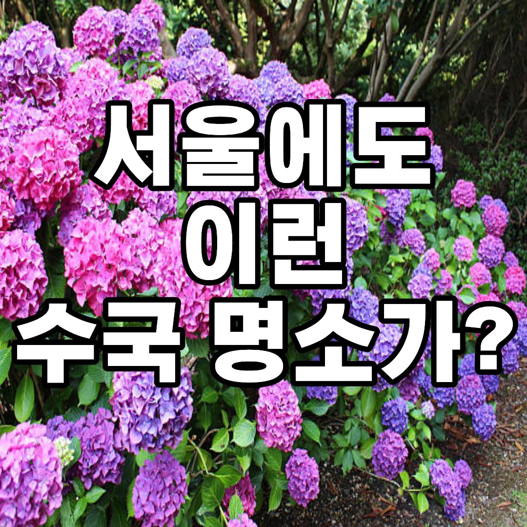 초안산 수국축제 2026 일정과 공연 정보, 초안산 수국동산 가는길 총정리