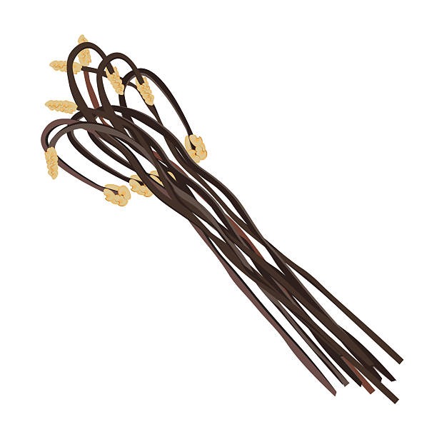 고사리 일러스트