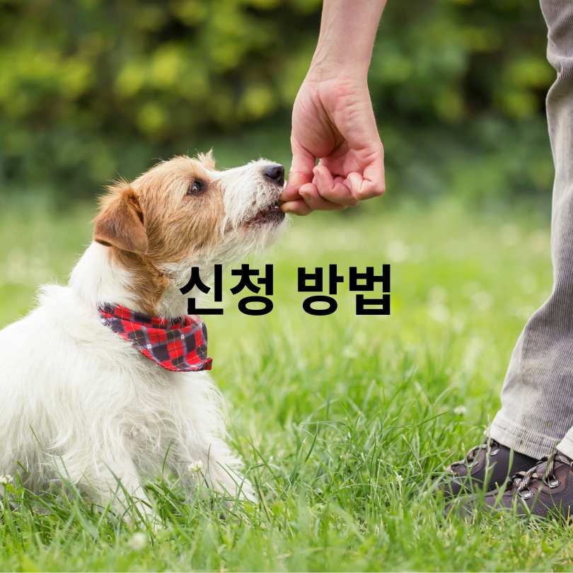 서울 반려동물 시민학교 신청 방법 총정리