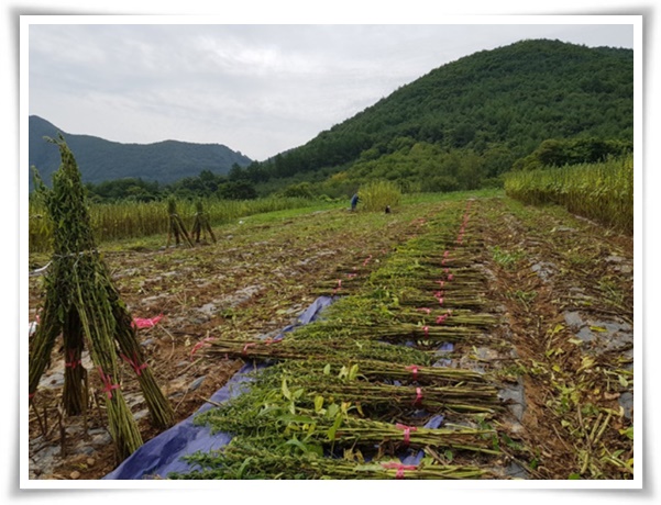 "8월, 참깨 수확해야 해요!" 순지르기/베는시기/수확하기/보관하기