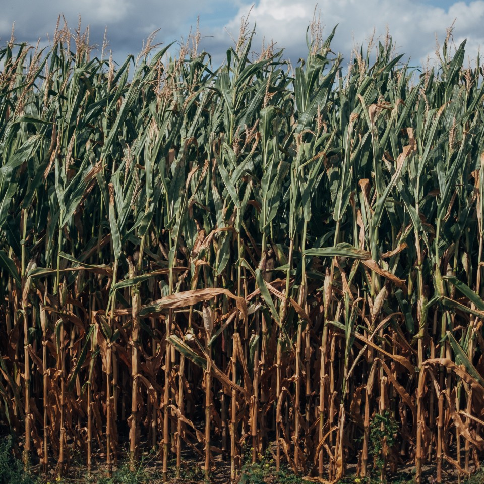 폴리코사놀(Policosanol)의 출처로 알려진 사탕수수(sugar cane) 사진