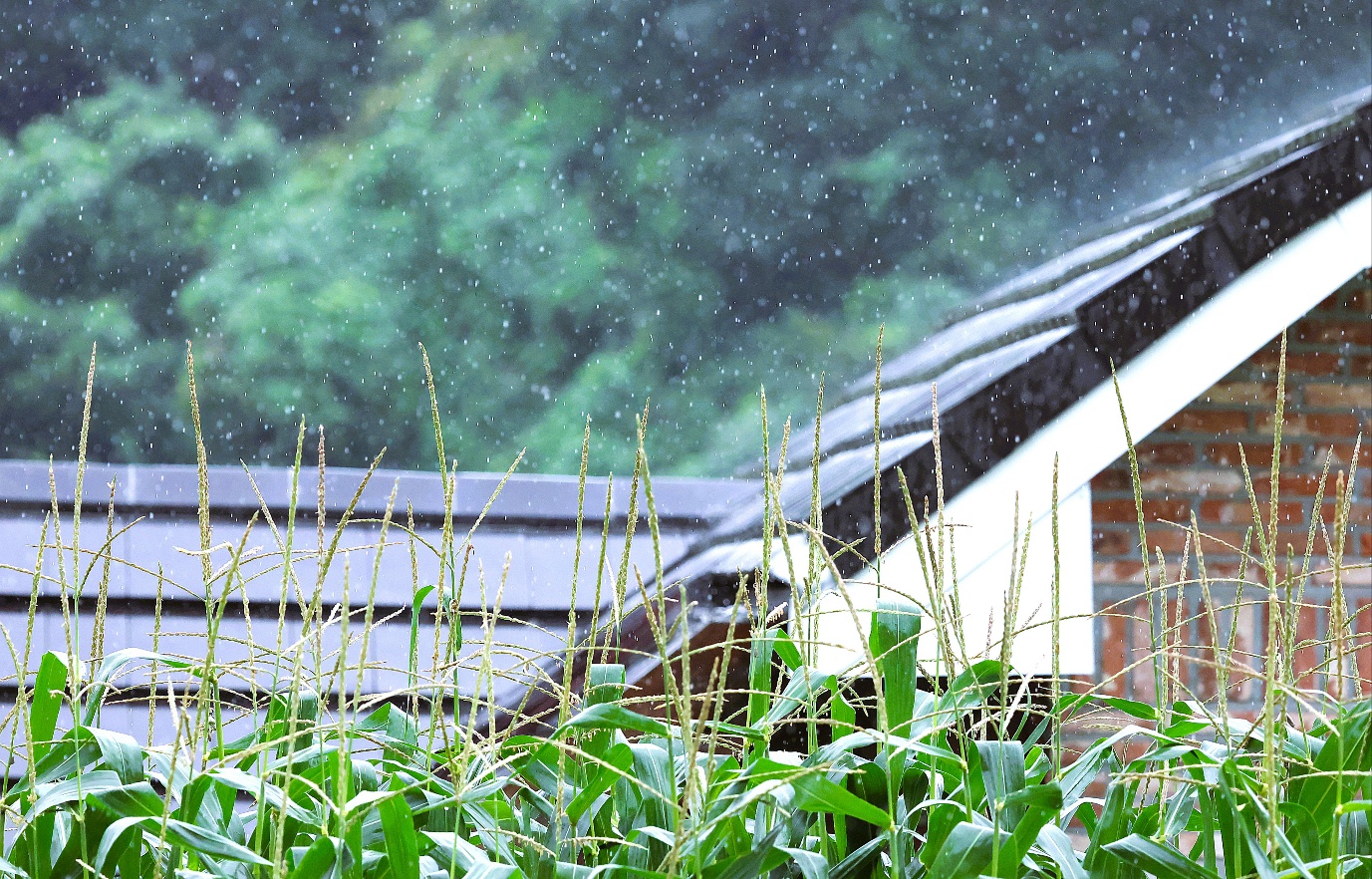 2024년 한 여름 집 앞에 비오는날