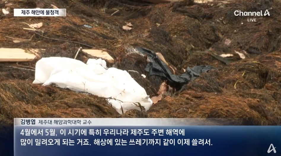 제주 해변의 미역 밀려옴