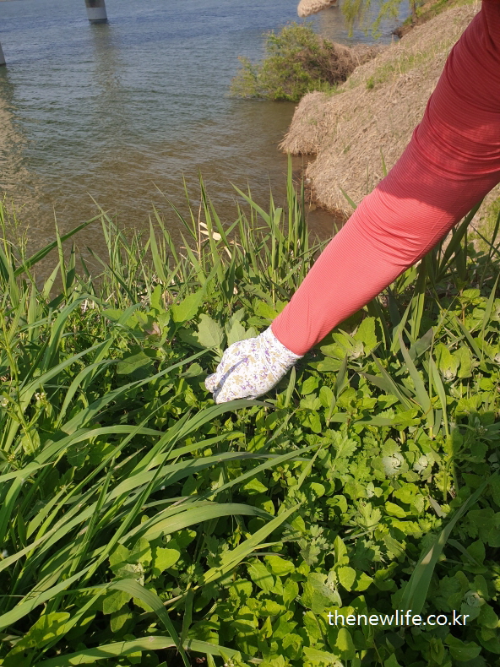 Close-up of a woman’s gloved hand picking Chenopodium leaves along the riverside – 강가 풀숲에서 장갑 낀 손으로 명아주 나물을 직접 따는 모습