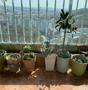 초보 식집사도 키우기 쉬운 식물들