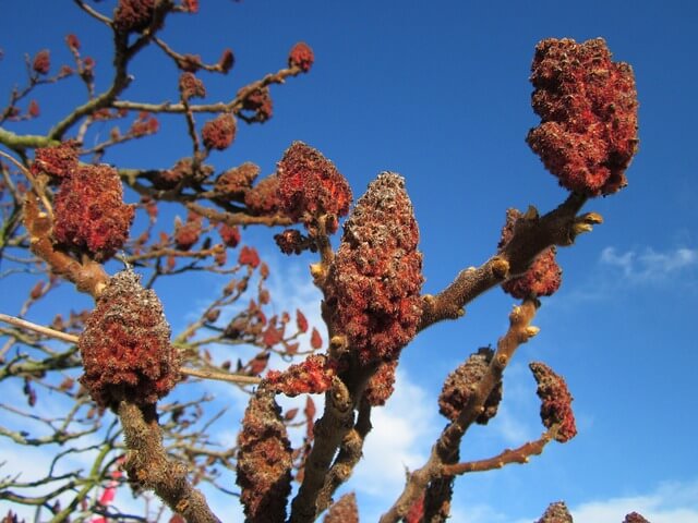 sumac3