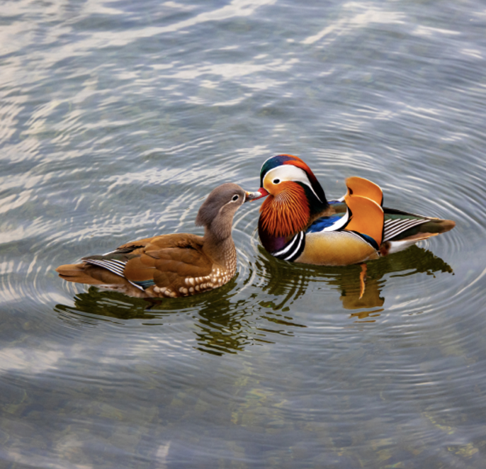 아침고요가족동물