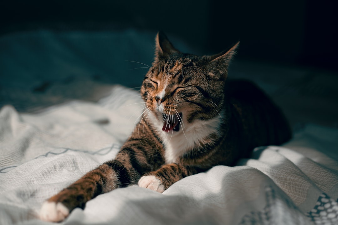 Floki