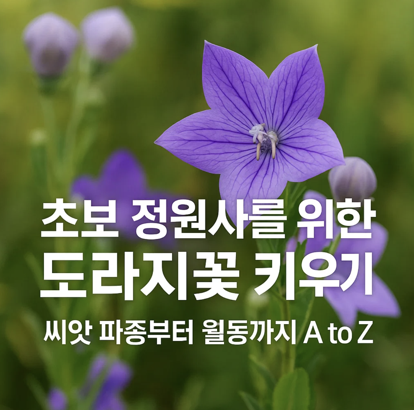 초보 정원사를 위한 도라지꽃 키우기, 씨앗 파종부터 월동까지 A to Z
